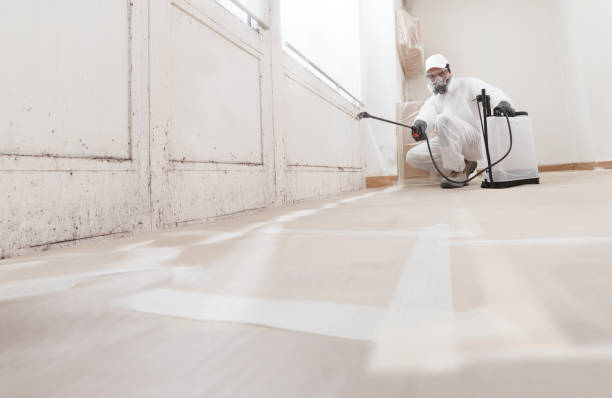 Black mold remediation team in Rock Hall